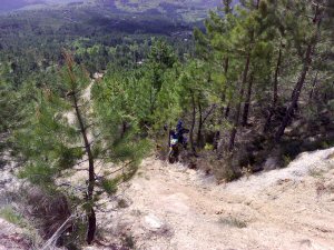 titi dans les arbres